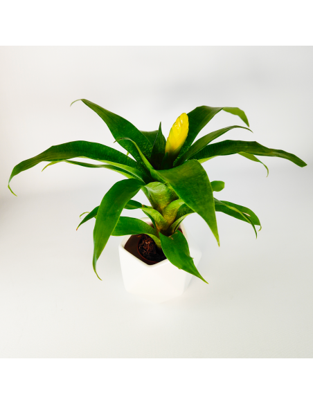 Bromelia Vriesea Ospinae Ecoterrazas