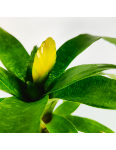 Bromelia Vriesea Ospinae Ecoterrazas 2