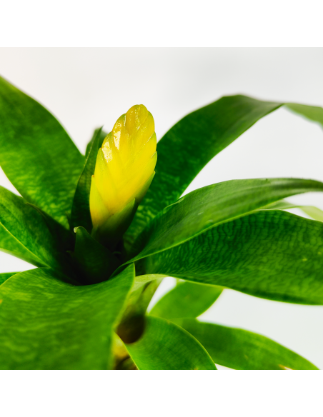 Bromelia Vriesea Ospinae Ecoterrazas