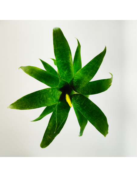 Bromelia Vriesea Ospinae Ecoterrazas