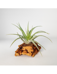 Tillandsia Singapore Sling Ecoterrazas