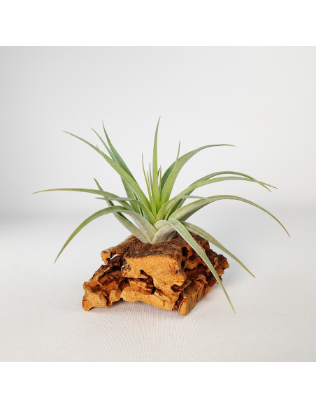 Tillandsia Singapore Sling Ecoterrazas