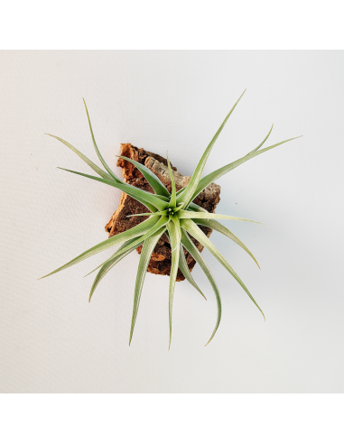 Tillandsia Singapore Sling Ecoterrazas