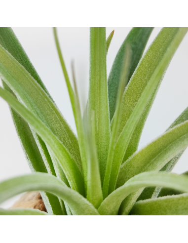 Tillandsia Singapore Sling Ecoterrazas
