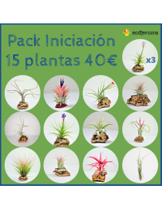 Starter pack 15 Tillandsias | Ecoterrazas.com