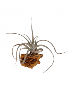 Tillandsia Fresnilloensis Ecoterrazas