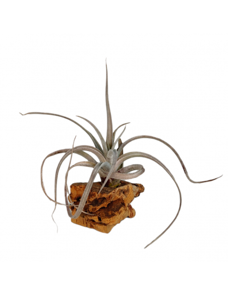 Tillandsia Fresnilloensis Ecoterrazas