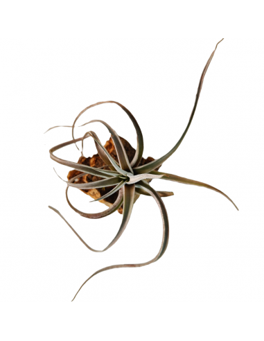Tillandsia Fresnilloensis Ecoterrazas