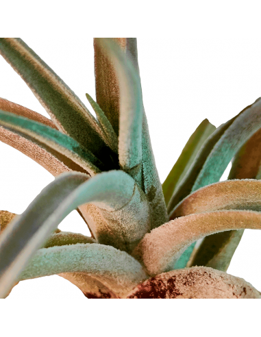 Tillandsia Fresnilloensis Ecoterrazas