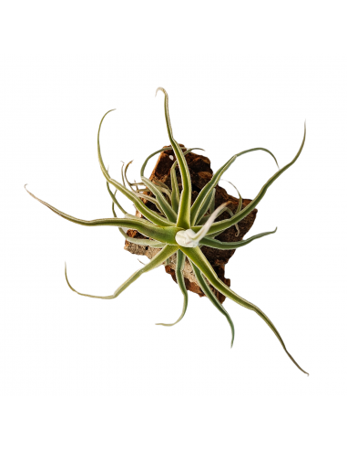 Tillandsia Holm`s Unicorn Ecoterrazas