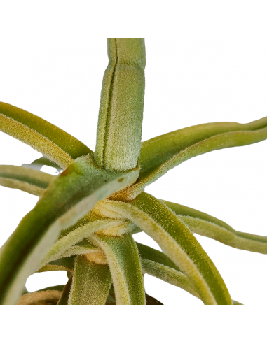 Tillandsia Holm`s Unicorn Ecoterrazas