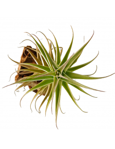 Tillandsia Purpurea Forma nº 2 Ecoterrazas 2