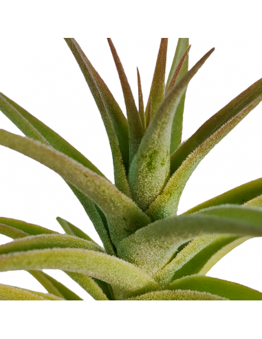 Tillandsia Purpurea Forma nº 2 Ecoterrazas