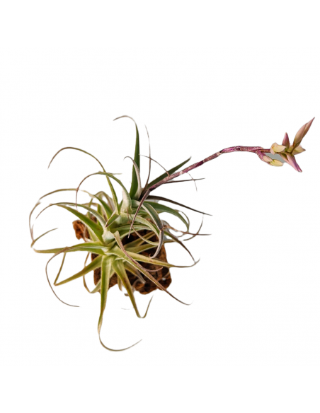 Tillandsia Purpurea Forma nº 8 Ecoterrazas