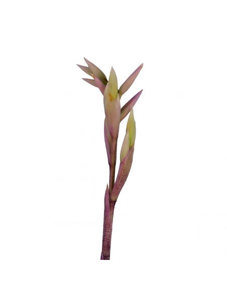 Tillandsia Purpurea Forma nº 8 Ecoterrazas