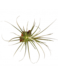 Tillandsia Purpurea Forma nº 11 Ecoterrazas 2