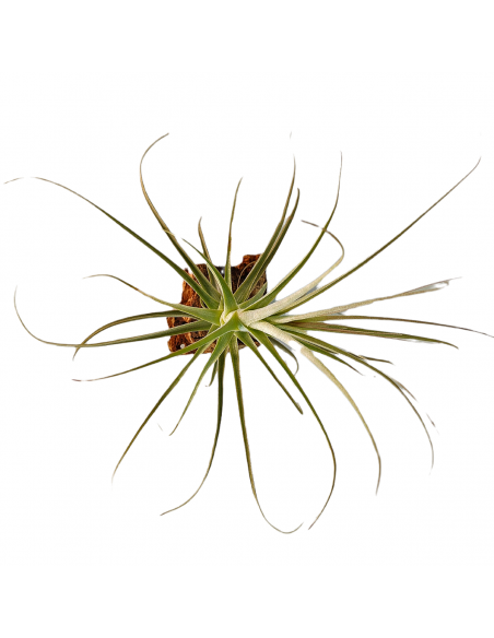Tillandsia Purpurea Forma nº 11 Ecoterrazas