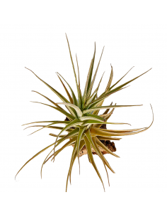 Tillandsia Purpurea Forma nº 14 Ecoterrazas 2