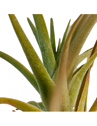 Tillandsia Purpurea Forma nº 14 Ecoterrazas