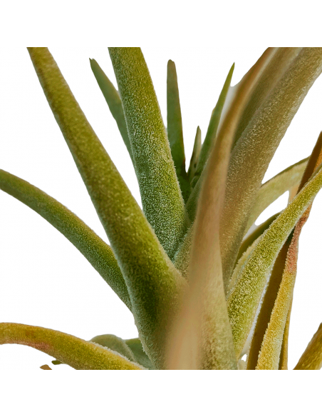 Tillandsia Purpurea Forma nº 14 Ecoterrazas