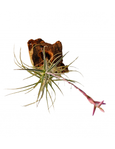 Tillandsia Purpurea Forma nº 15 Ecoterrazas 2