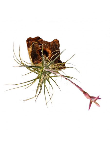 Tillandsia Purpurea Forma nº 15 Ecoterrazas