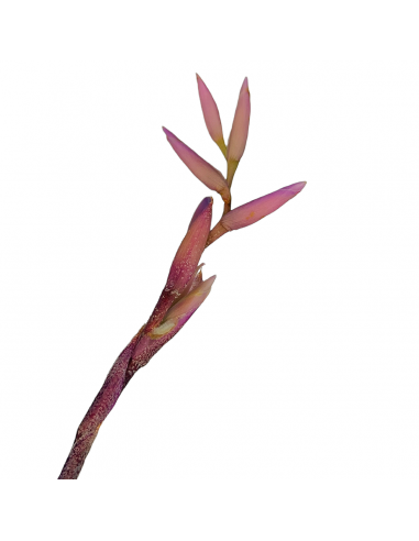 Tillandsia Purpurea Forma nº 15 Ecoterrazas