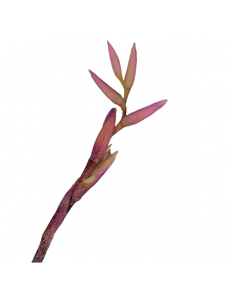 Tillandsia Purpurea Forma nº 15 Ecoterrazas