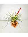 Caulescens Tillandsia Ecoterrazas