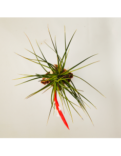 Caulescens Tillandsia Ecoterrazas 2