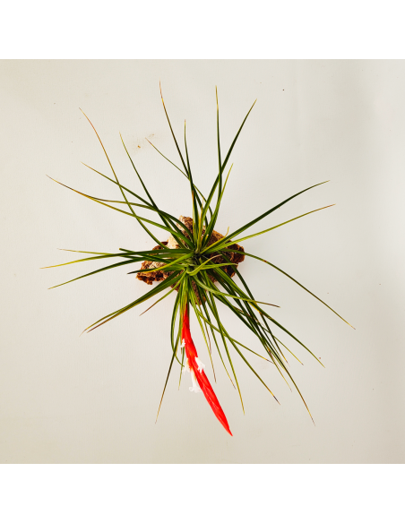Tillandsia Caulescens Ecoterrazas