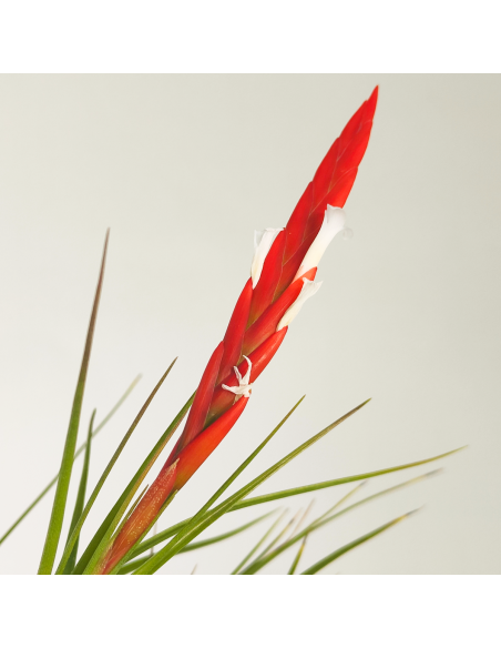 Tillandsia Caulescens Ecoterrazas