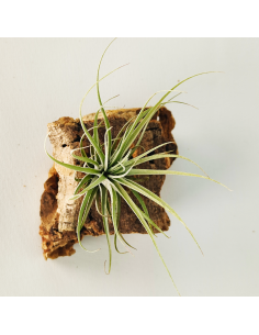 Tillandsia Doble Ruth Ecoterrazas 2