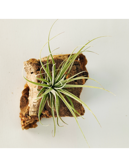 Tillandsia Doble Ruth Ecoterrazas