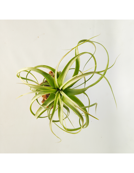 Tillandsia Firestorm Ecoterrazas