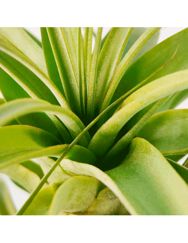 Tillandsia Firestorm Ecoterrazas