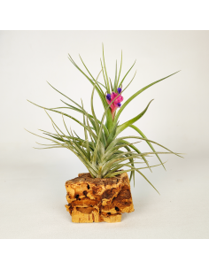 Tillandsia Holm´s Air Rose Ecoterrazas