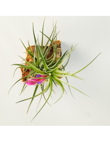 Tillandsia Holm´s Air Rose Ecoterrazas