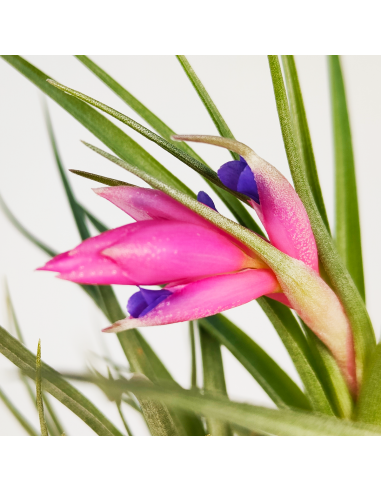 Tillandsia Holm´s Air Rose Ecoterrazas