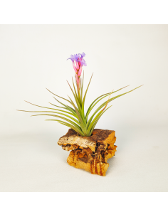 Tillandsia Perky Pink Ecoterrazas