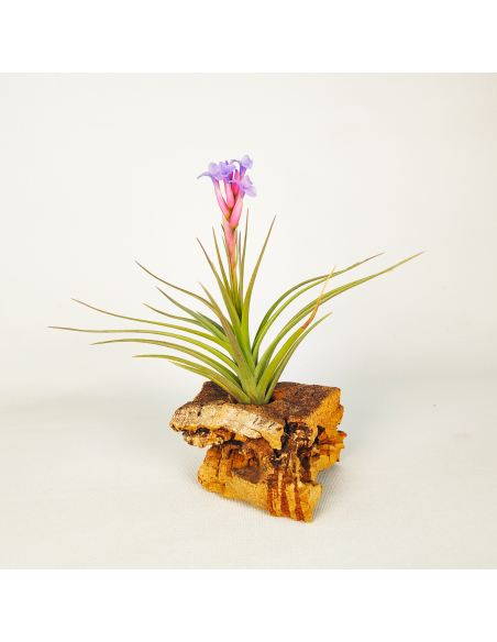 Tillandsia Perky Pink Ecoterrazas