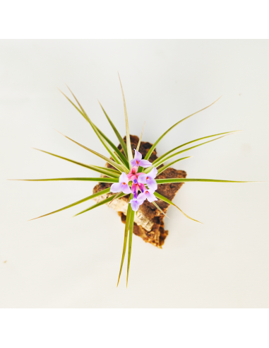 Tillandsia Perky Pink Ecoterrazas