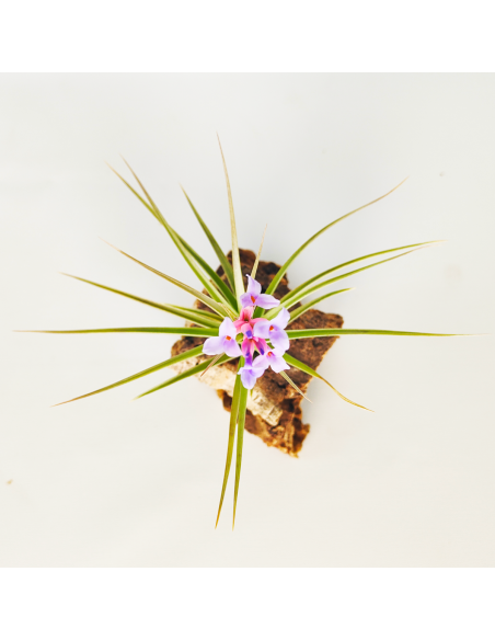Tillandsia Perky Pink Ecoterrazas