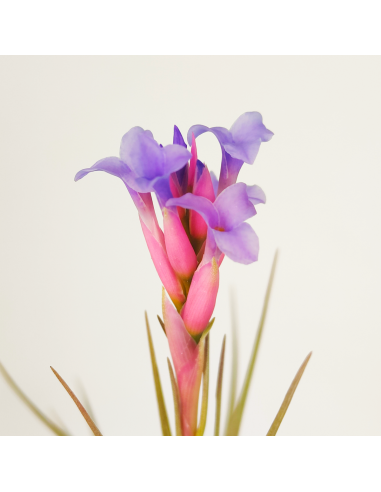 Tillandsia Perky Pink Ecoterrazas