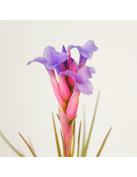 Tillandsia Perky Pink Ecoterrazas