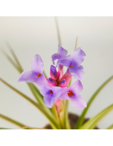 Tillandsia Perky Pink Ecoterrazas