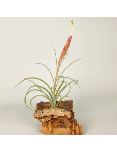 Tillandsia Rectifolia Ecoterrazas