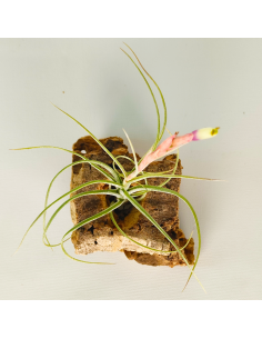 Tillandsia Rectifolia Ecoterrazas 2