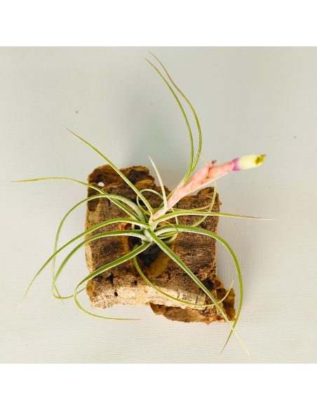 Tillandsia Rectifolia Ecoterrazas