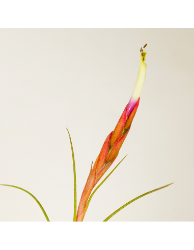 Rectifolia Tillandsia Ecoterrazas